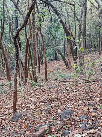 Security forces have launched an intensive search operation after 12 Maoists from the Baghuna Division reportedly went missing, with efforts underway to trace their whereabouts