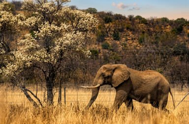 Elephant terror grips the Steel City as tusker attacks claim four lives within a week. 🐘⚠️🕯️🚨🌳