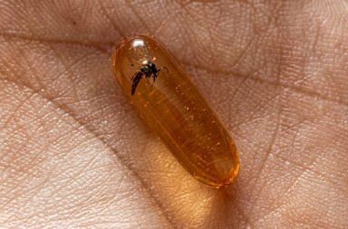 Insects found in medicines at the Niramaya Centre; insects found in antibiotic medicines.