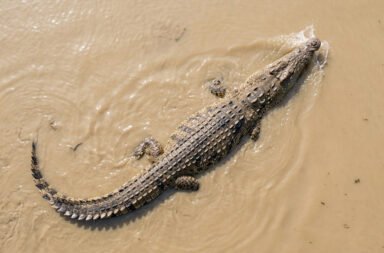 Crocodile drags away person while bathing.