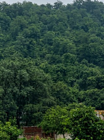Researchers have identified promising medicinal properties in five plant species found in the Gandhamardan forest region, raising hopes for the development of anti-cancer medicines. The findings highlight the rich biodiversity and medicinal potential of the area.