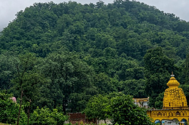 Researchers have identified promising medicinal properties in five plant species found in the Gandhamardan forest region, raising hopes for the development of anti-cancer medicines. The findings highlight the rich biodiversity and medicinal potential of the area.