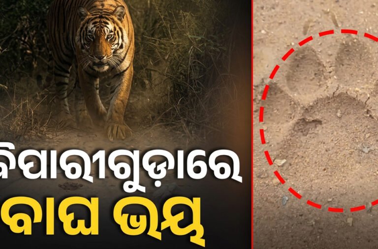 **Tiger scare in Boipariguda; paw prints found on the riverbank, triggering panic among local residents.**
