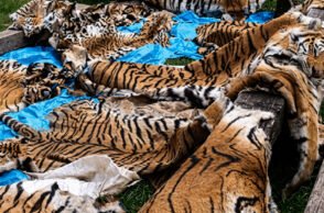 Authorities have seized a tiger skin and arrested two accused in a crackdown on wildlife poaching, highlighting growing concerns over illegal hunting activities.