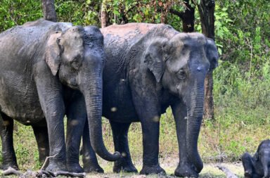 **Tusker heads towards human settlements; Forest Department fails to contain the threat. Doors are being shut at dusk out of fear.**