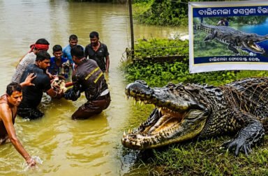 Forest Department succeeds after three days of effort; Hansakhia crocodile rescued.