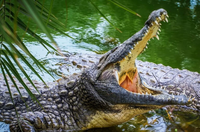Woman feared dragged away by a crocodile; search operation underway.