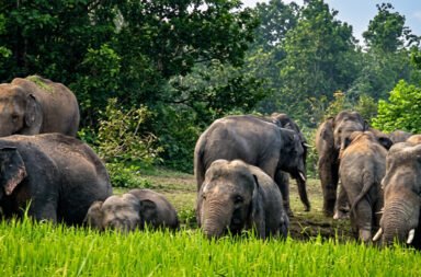 Herd of 16 elephants enters village; residents panic.