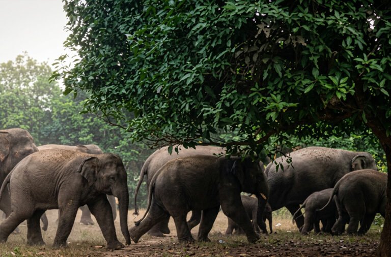 Herd of 25 elephants enters Kadopada; village deserted amid fear.
