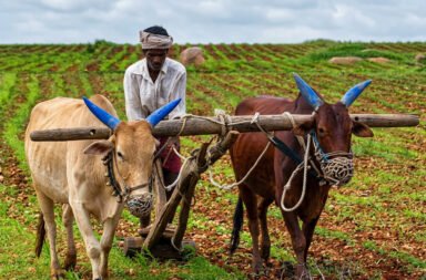 Burdened farmers face endless challenges—from sowing paddy seedlings to selling their harvest.