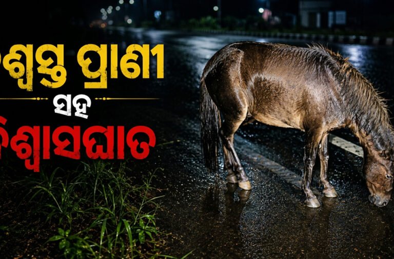 Deemed useless due to old age, horse abandoned by its owner by the roadside.