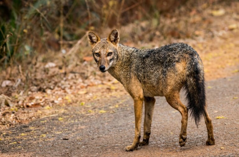 Six people injured in a jackal attack.