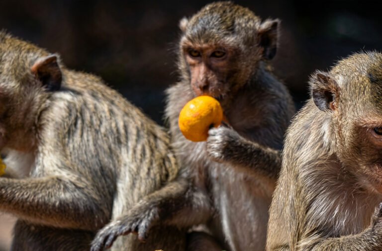 Monkey menace in Bhadrak; over 20 people, including a woman, injured in the attacks.