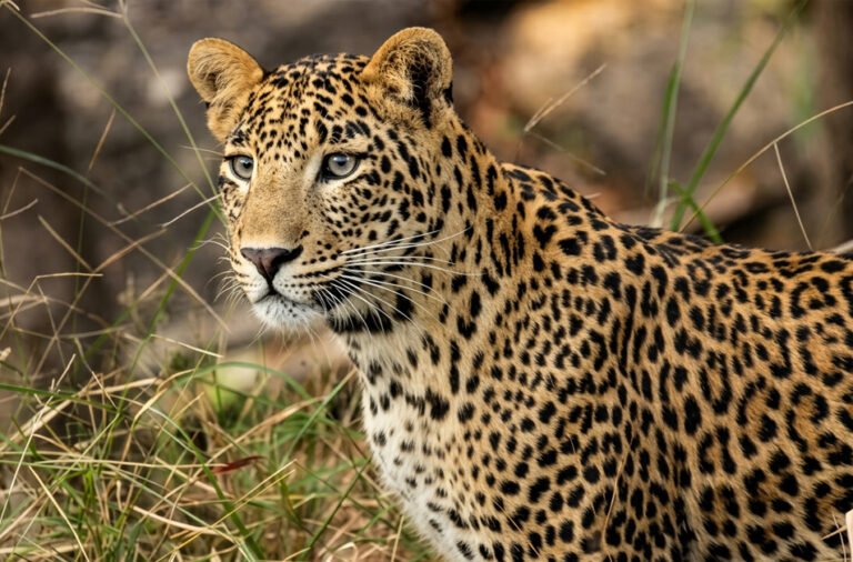 Tiger scare in Malkangiri; four-year-old child narrowly escapes.
