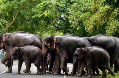 Elephant herd creates panic in Muribahal; couple and their two children narrowly escape.