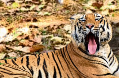 Tiger scare grips Samakupa village in Boudh.