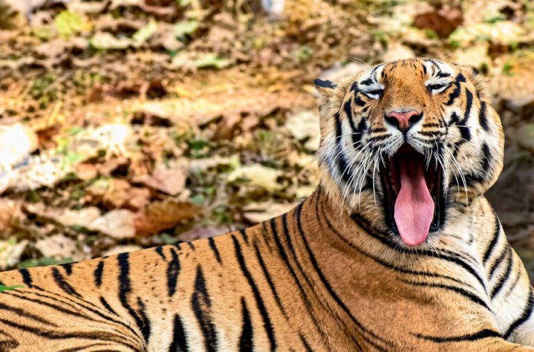 Tiger scare grips Samakupa village in Boudh.