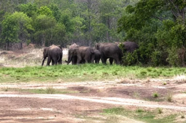 Elephant