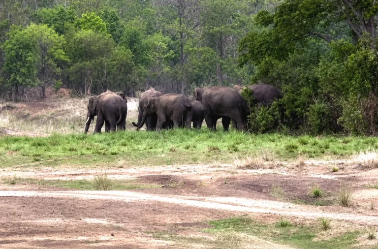 Elephant