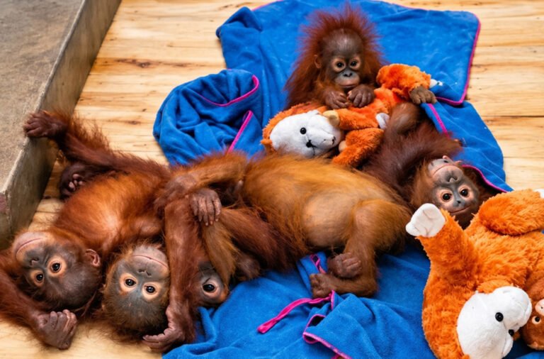 Orangutans healthy and adapting well to Odisha’s environment.