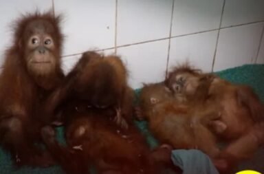 Orangutans