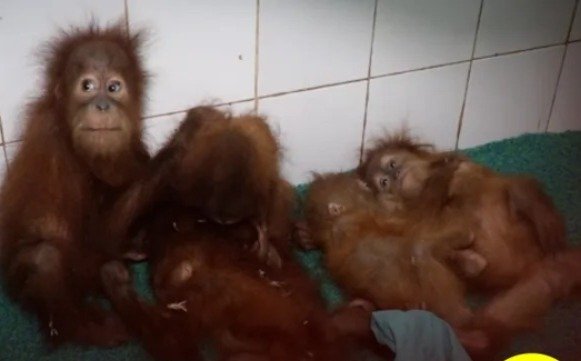 Orangutans