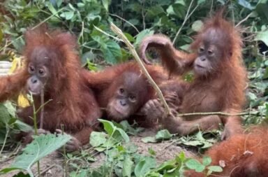 Orangutan Cubs