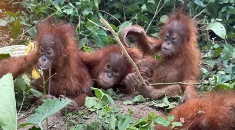Orangutan Cubs