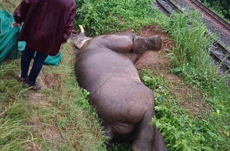 Elephant Hit By Train