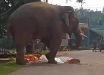 Wild Elephant