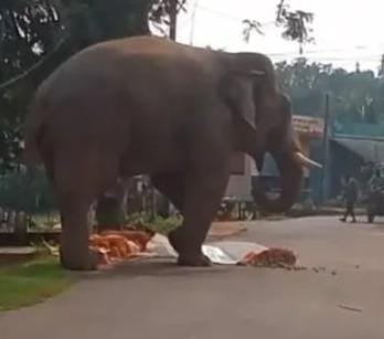 Wild Elephant