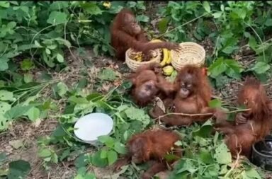 Baleswar orangutan rescue Odisha