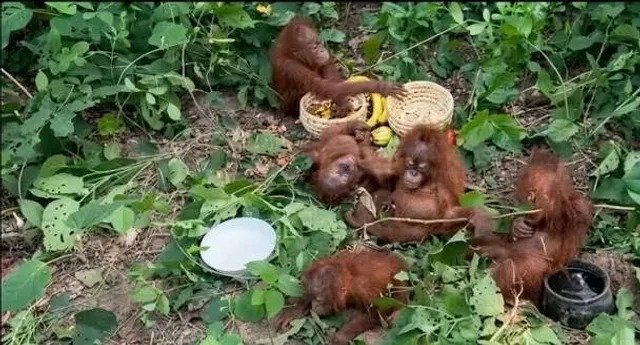 Baleswar orangutan rescue Odisha