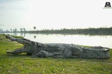 AI-Generated Crocodile Images