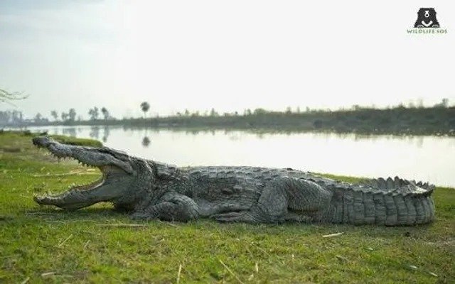 AI-Generated Crocodile Images