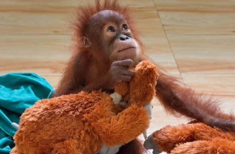 Nandankanan Orangutan