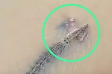 Mahakalapada Crocodile Attack Odisha