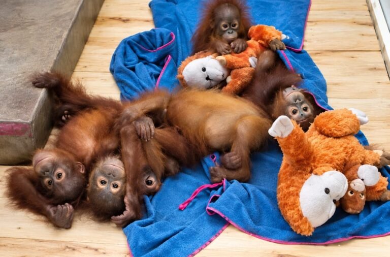 Orangutan Health Checkup