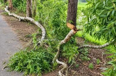 Kendrapara Tree Accident