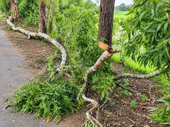 Kendrapara Tree Accident