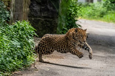 Leopard scare in Nuapada; residents panic.