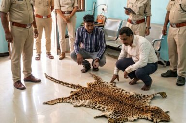 Tiger skin seized; poacher arrested.
