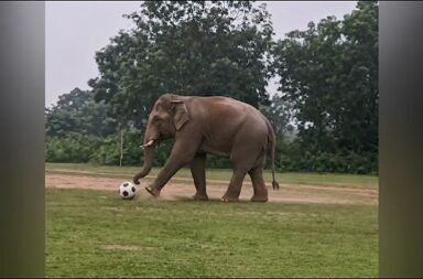 Odisha News