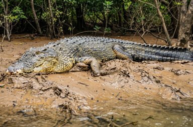 Man-crocodile struggle in Mahanadi; victim battles for life for one-and-a-half hours.