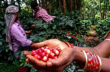 Chief Minister makes a major announcement: Koraput coffee to be served at government meetings.