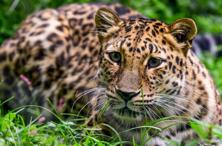 Tiger enters house; six injured in attack, three critically.